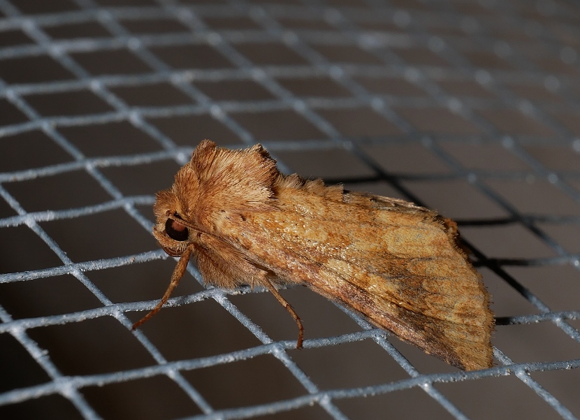 Noctuidae: Conisania luteago, femmina.